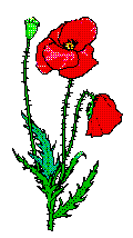 Poppy